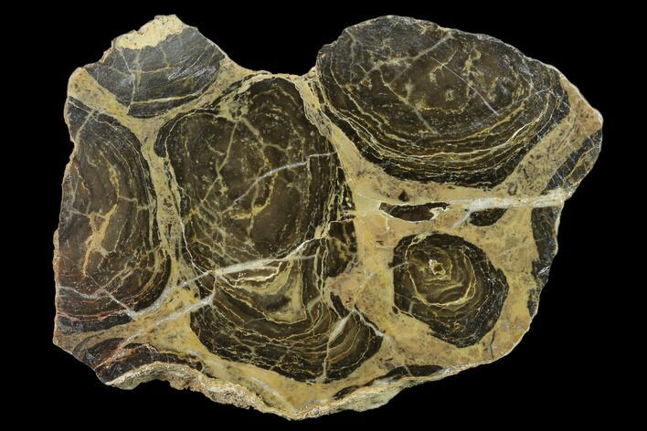 Polished Stromatolite (Acaciella) From Australia - MYA #130610